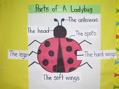 the parts of a ladybug on a bulletin board