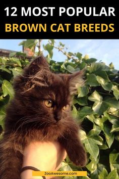 Top Brown Cat Breeds Overviewed: A Complete Guide | Cat Lover, Funny Cats, Pet Cat Care Tips & Facts, Cat Behavior & Signs, Cat Training | Oriental Shorthair Cat, Manx Cat, Persian, Devon Rex, York Chocolate Cat