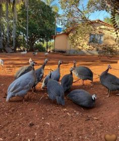 a flock of birds standing on top of a dirt field