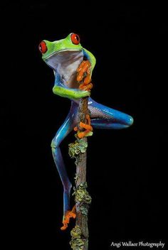 a red eyed tree frog sitting on top of a branch