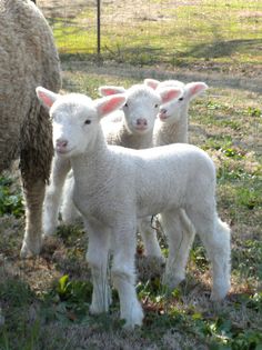 three lambs are standing in the grass next to an adult sheep