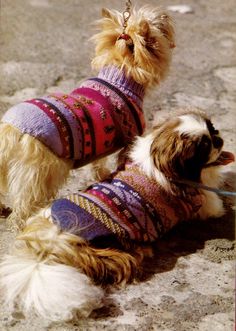 two small dogs wearing sweaters and leashes sitting on the ground next to each other