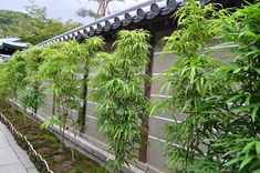 the plants are growing on the side of the building near the sidewalk and fenced in area