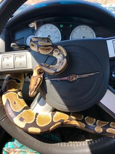 a snake is on the steering wheel of a car