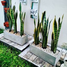 three cement planters with plants in them