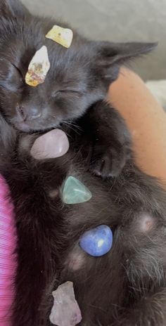 a small black kitten laying on top of a woman's arm with her eyes closed