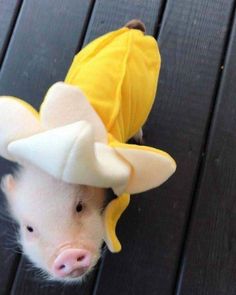 a small pig wearing a banana costume on top of it's head