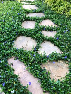 a stone path with blue flowers and green leaves on the sides is surrounded by greenery