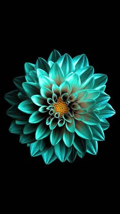 a large blue flower on a black background