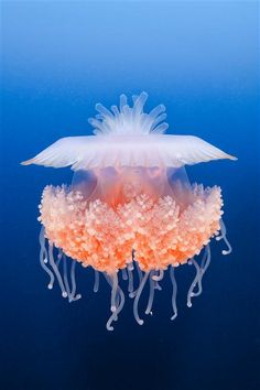 an orange and white jellyfish floating in the ocean