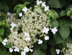 some white flowers and green leaves on a bushy plant with lots of dark green leaves