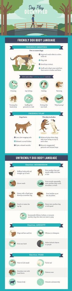 an info sheet showing the different types of dogs