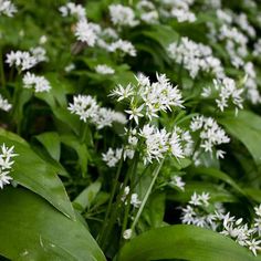 some white flowers are growing in the grass