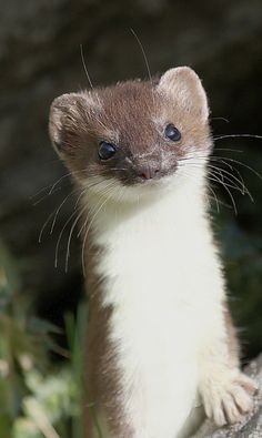 a small animal standing on top of a rock