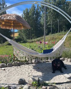 a black dog laying in a hammock on top of a sandy ground next to flowers