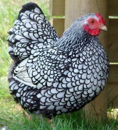 a black and white chicken standing in the grass