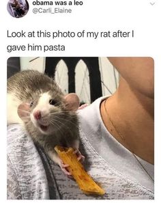 a rat sitting on top of someone's arm and holding food in its mouth