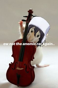 a rat is playing with a violin and wearing a funny hat that says, ew not the anemonic rat again