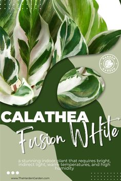 the flyer for an event with green leaves and white lettering that reads, calathea fussonwhite