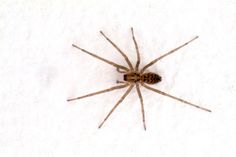 a close up of a spider on a white surface