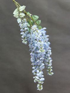 a bunch of blue flowers hanging from a branch