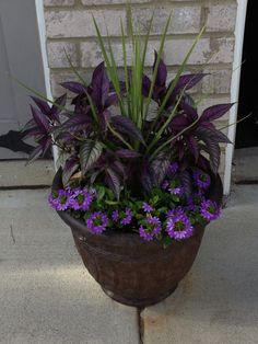 a potted plant with purple flowers in it