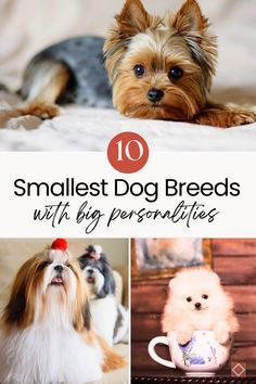 small dog breeds with big personalitys