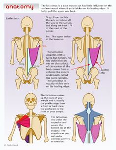 an image of the muscles and their functions in human body diagram with text below it