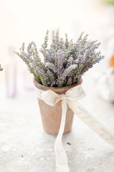 lavender flowers in a pot tied with a white ribbon