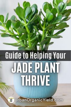 a potted plant with the words guide to helping your jade plant thrive