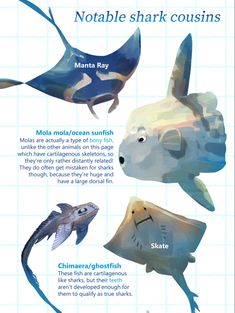 the different types of sea animals are shown in this graphic diagram, which shows how they can