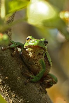 a green frog sitting on top of a tree branch