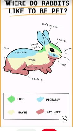 a poster with an image of a rabbit and the words where do rabbits like to be pet