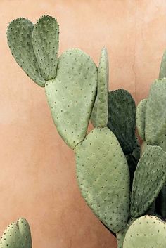 some green cactus plants are in a pot on the table next to a pink wall