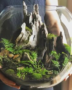 a person holding a bowl filled with plants and rocks