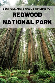 the redwood national park with text overlay reading best ultimate guide online for redwood national park