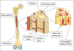 the structure of a long bone and its major bones, including an extensent