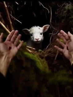 two hands reaching out towards a sheep in the woods with moss growing on it's sides