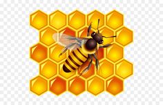 a bee sitting on top of a honeycomb