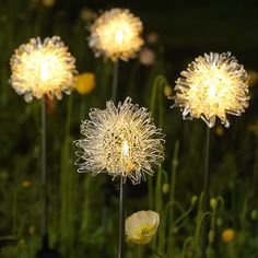 lighted flowers in the middle of a field at night