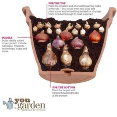 an info sheet describing the different types of bulbs and how they are grown in soil