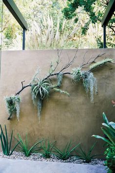 some plants are growing on the side of a wall