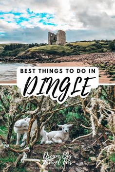 the best things to do in dingle, ireland with text overlaying it