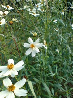 some white flowers are growing in the grass