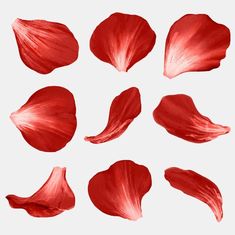 red petals on a white background are arranged in the shape of a heart, with different angles