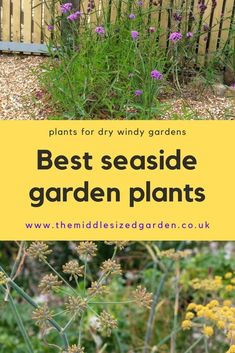 the best seaside garden plants for shady gardens