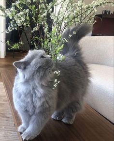 a cat smelling a flower vase on the floor in front of a couch and table