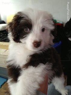 a person holding a puppy in their hand