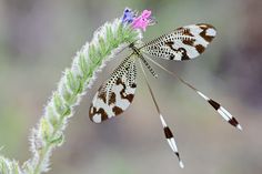 a butterfly sitting on top of a green plant