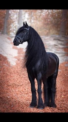 a black horse standing on top of a leaf covered road